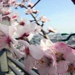 アーモンドの花